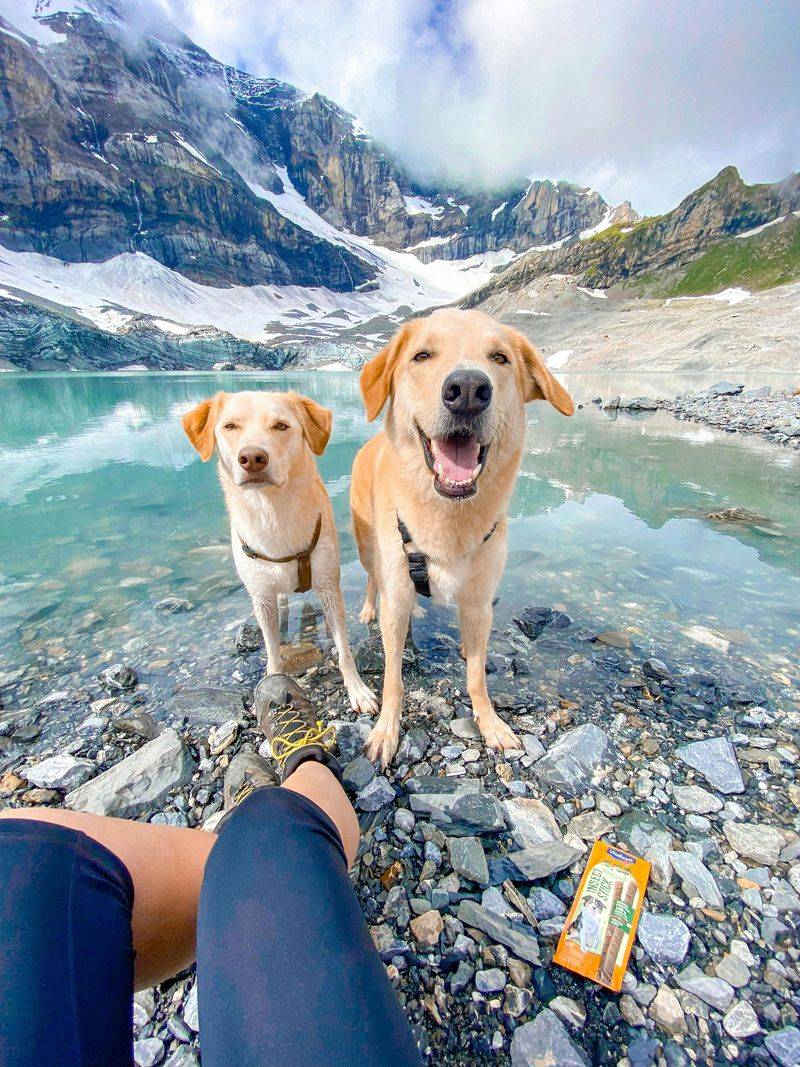 25 Energetic Dog Breeds That Love Hiking and Outdoor Adventures 5 Labrador Retriever
