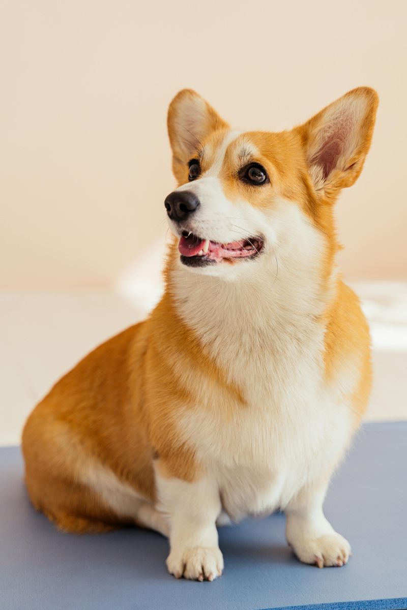 Corgi