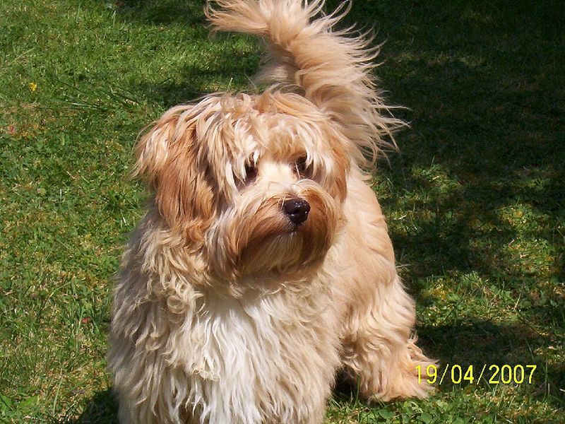10 dog breeds that can find even ordinary alone time challenging - plus 3 that cope more easily 5 Havanese