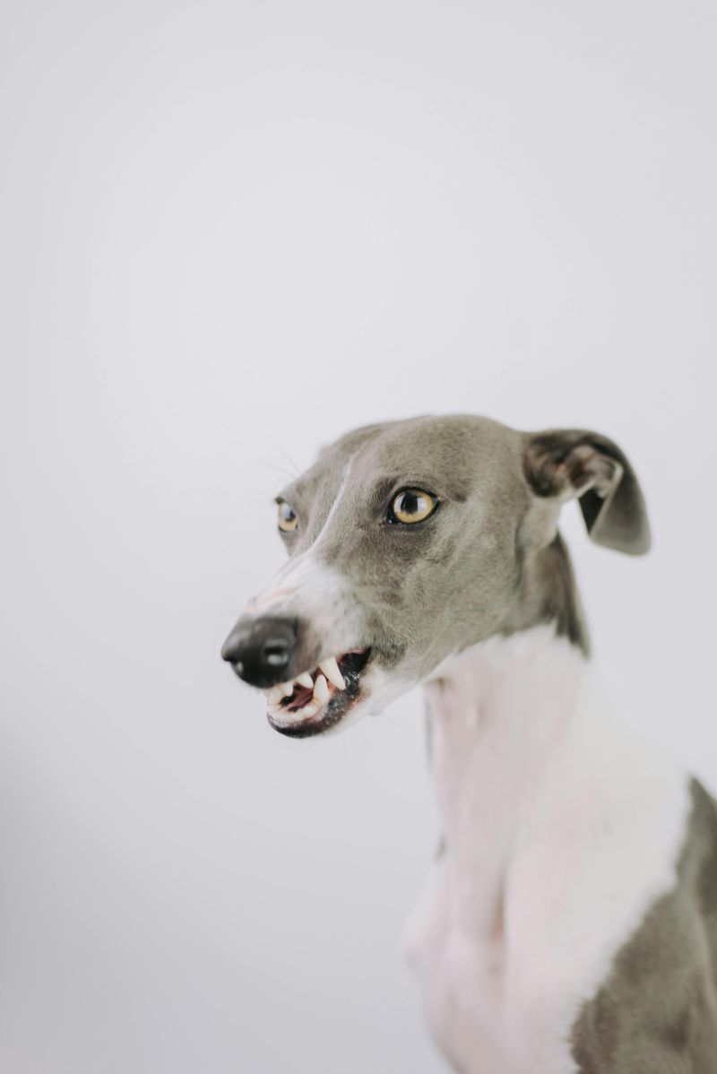 Stop the Jumping: 12 Mistakes That Turn Sweet Dogs Into Guest-Attacking Kangaroos 6 Allowing Face-to-Face Greetings Too Fast