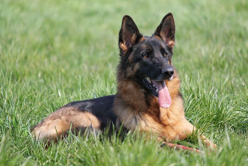 Centuries later, these 10 dog breeds still carry the instincts they were born with 4 German Shepherd
