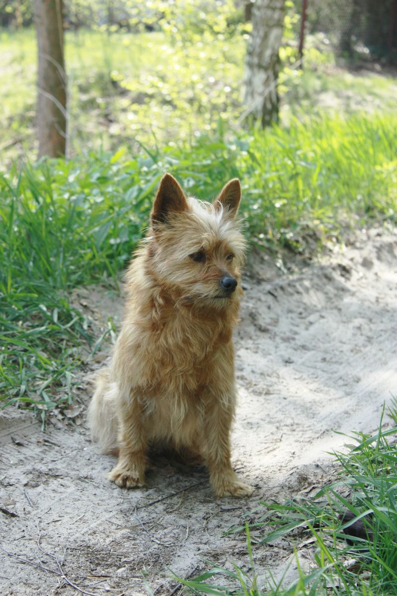 Cairn Terrier