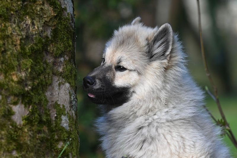 The strongest relationships aren't always the clingiest - and these 11 dog breeds prove it 11 Keeshond