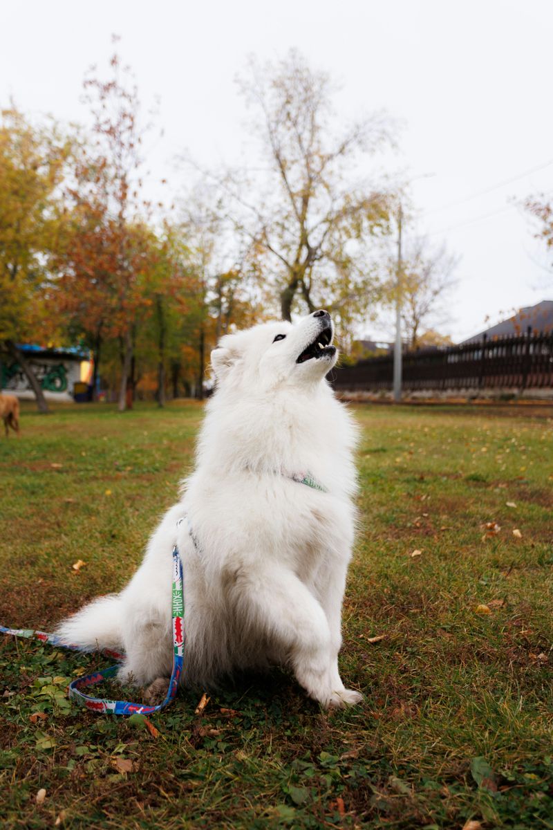 Samoyed
