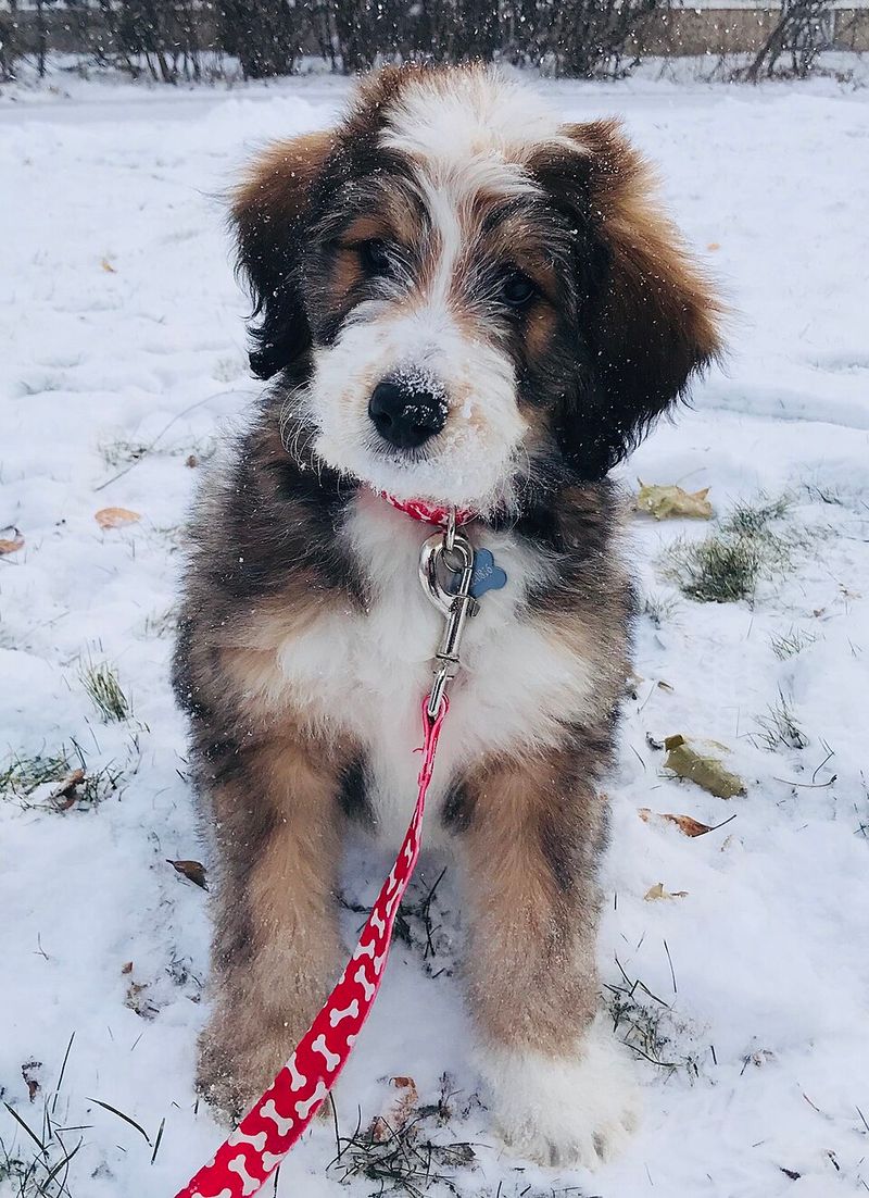 26 Popular Doodle Dog Mixes Loved for Their Personality and Charm 4 Bernedoodle