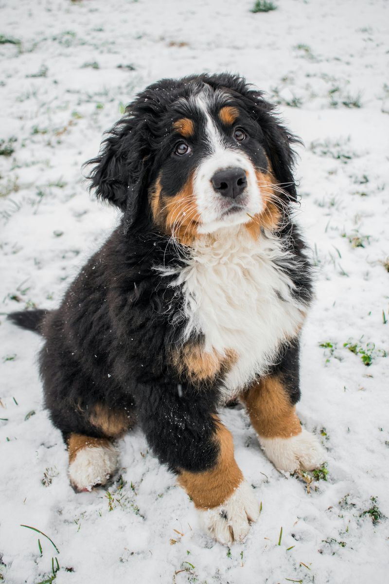 Bernese Mountain Dog
