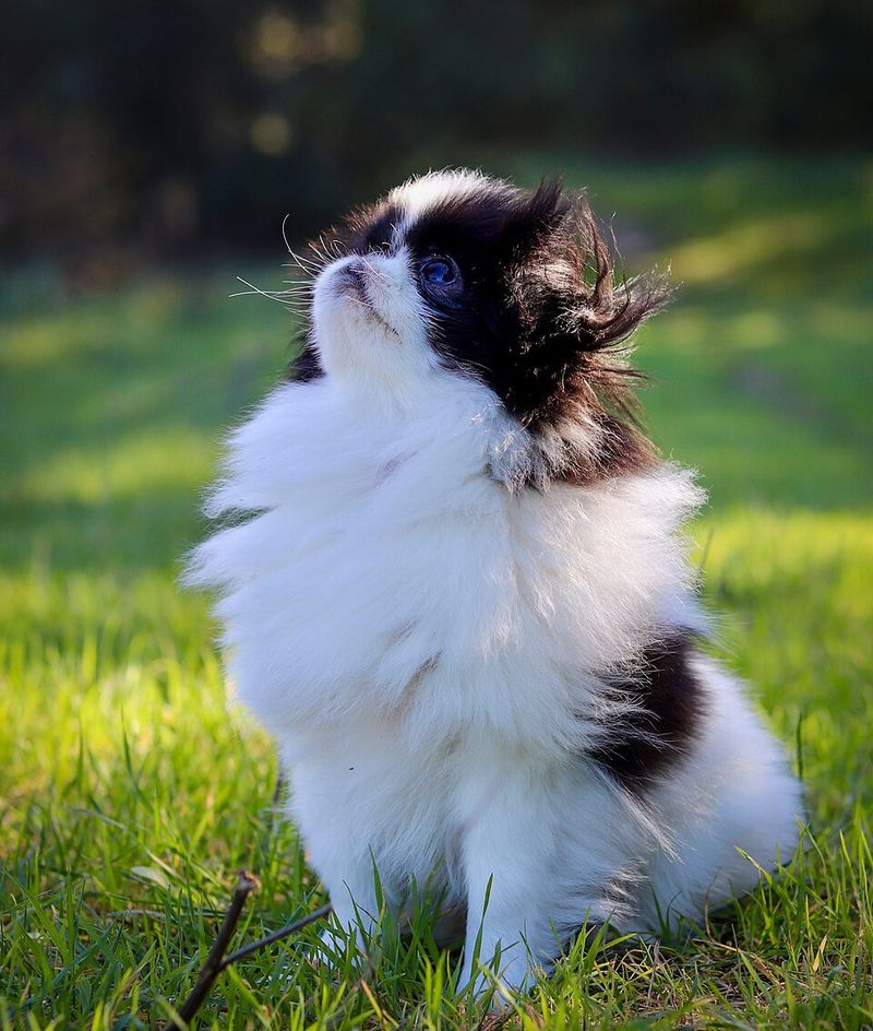 11 fluffy little breeds that make it surprisingly difficult to get up once everyone is comfortable 8 Japanese Chin