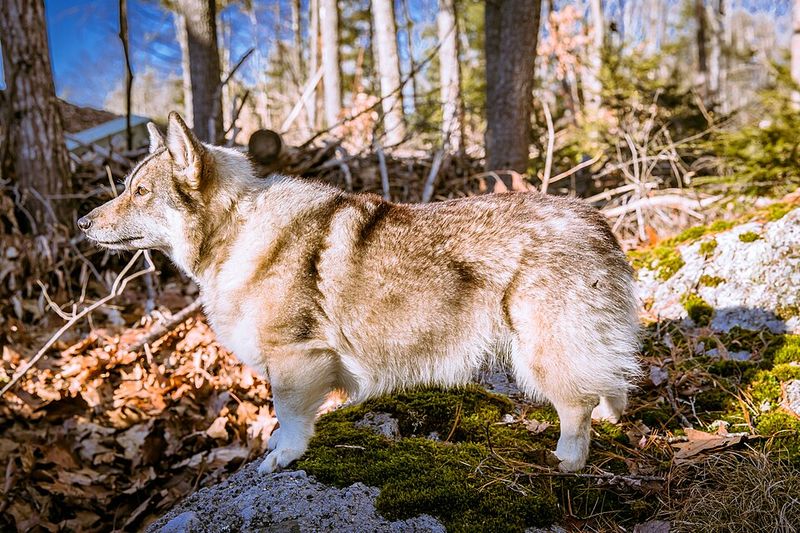 12 breathtaking northern dog breeds with looks straight out of the wilderness 7 Swedish Vallhund