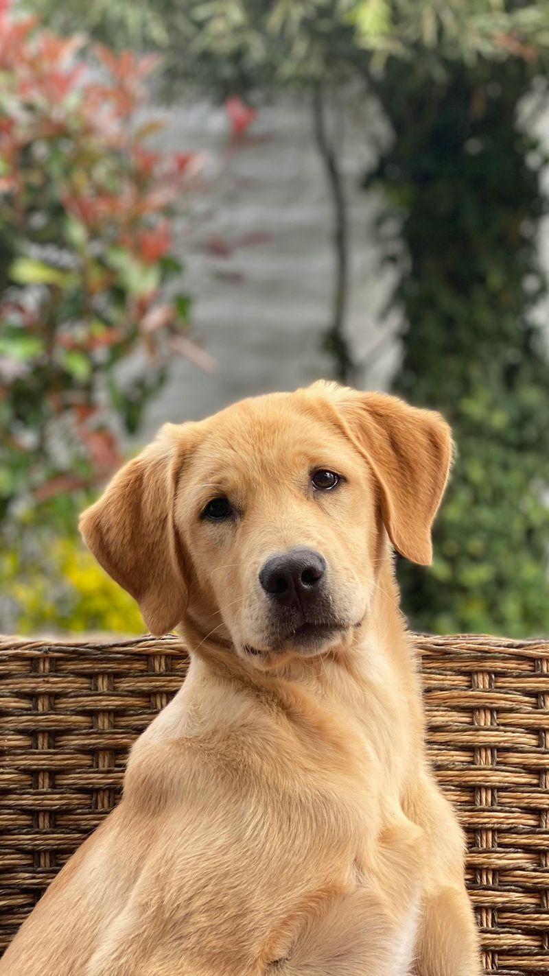 Labrador Retriever