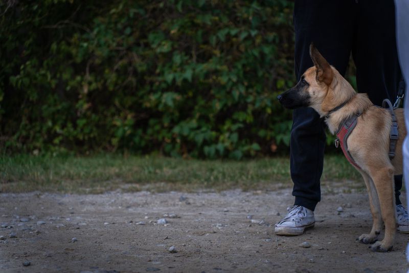 If your dog follows you into every room, here's what they're really practicing 2 Staying Close to Their Social Group