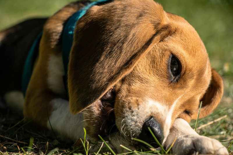 11 dog breeds known for powerful and constant chewing 6 Beagle