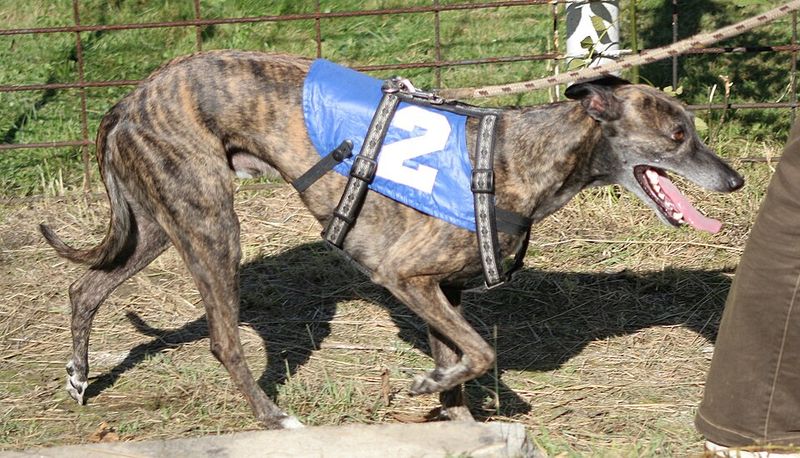 Whippet