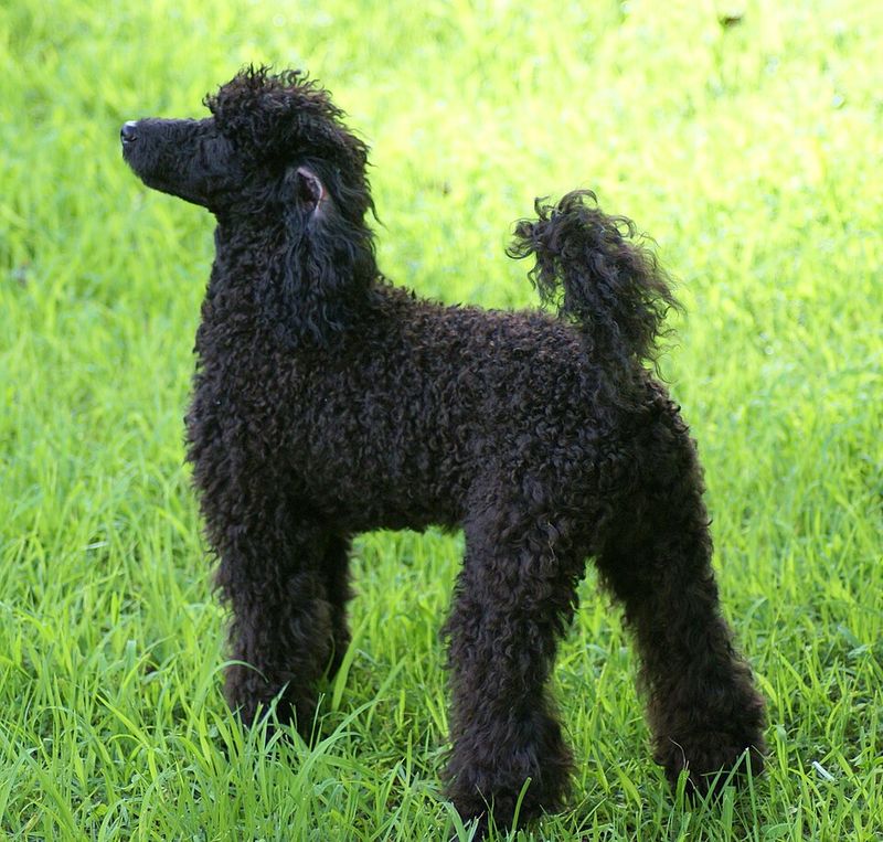 Miniature Poodle