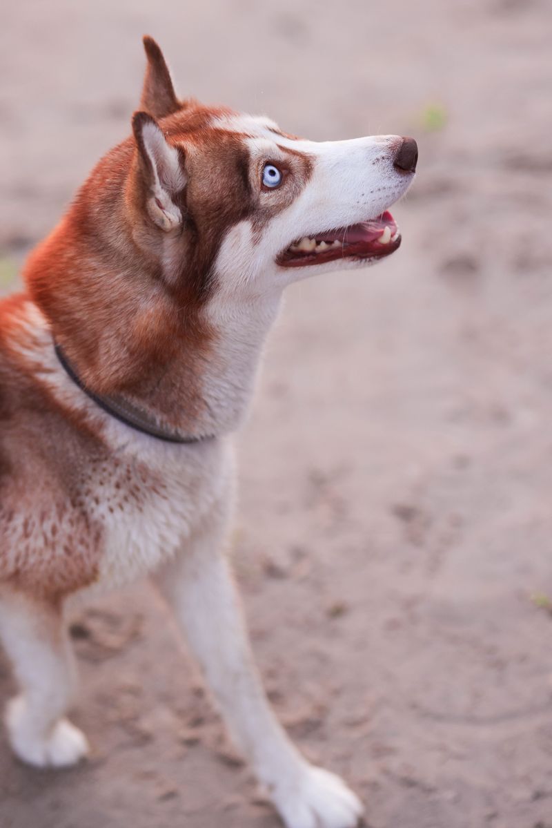 15 dog breeds that people keep recommending – but experienced owners know there's another side to the story 6 Siberian Husky