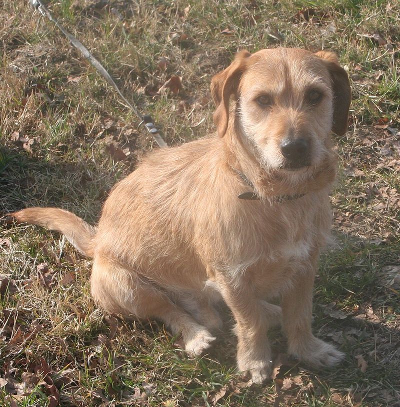 16 Laid-Back Dog Breeds That Would Happily Join You for Every Netflix Marathon 11 Basset Fauve de Bretagne