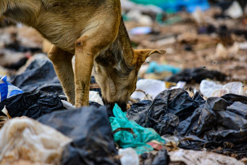 Environmental toxins
