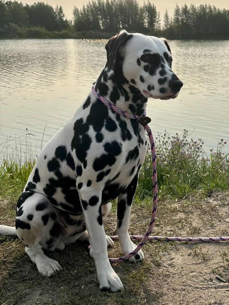 Dalmatian