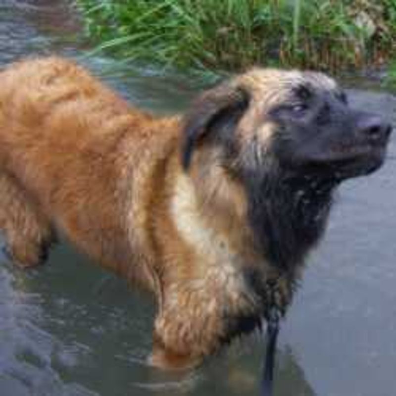 Leonberger
