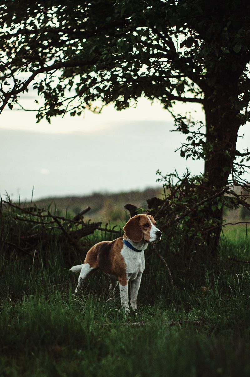 These dog breeds earned a stubborn reputation - yet mindless repetition rarely works on them 6 Beagle