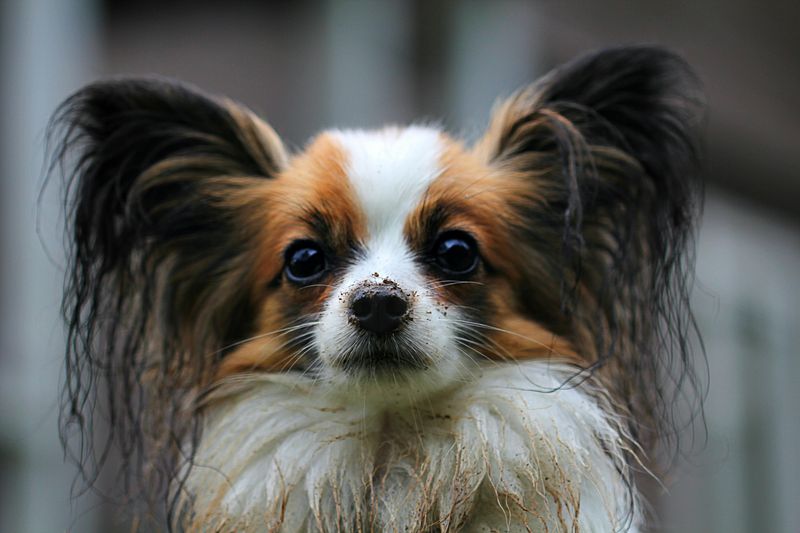 13 fun-loving dogs that can turn first-time ownership into pure joy 9 Papillon