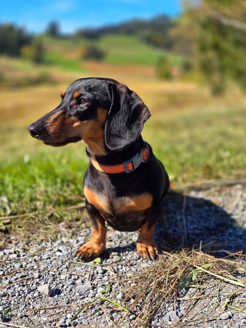 10 dogs that remind owners friendliness and low prey drive are not the same trait 10 Dachshund: Snuggly Sausage, Fearless Badger Hunter