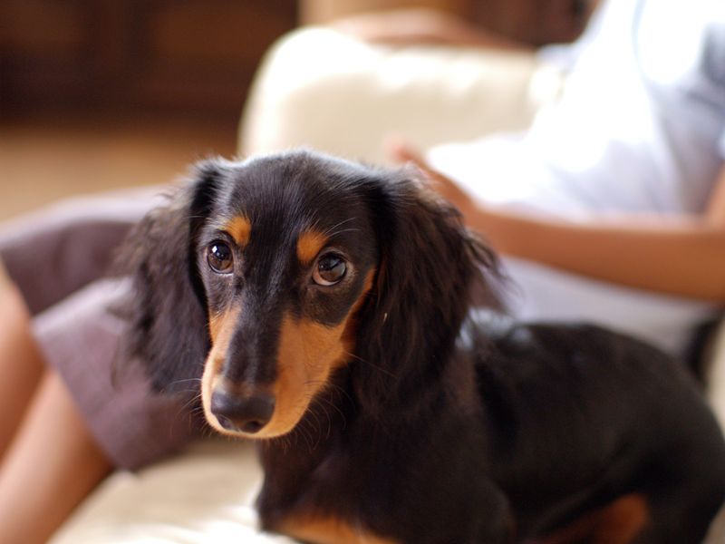 20 Dog Breeds That Stand Out for Their Extraordinary Looks 12 Dachshund