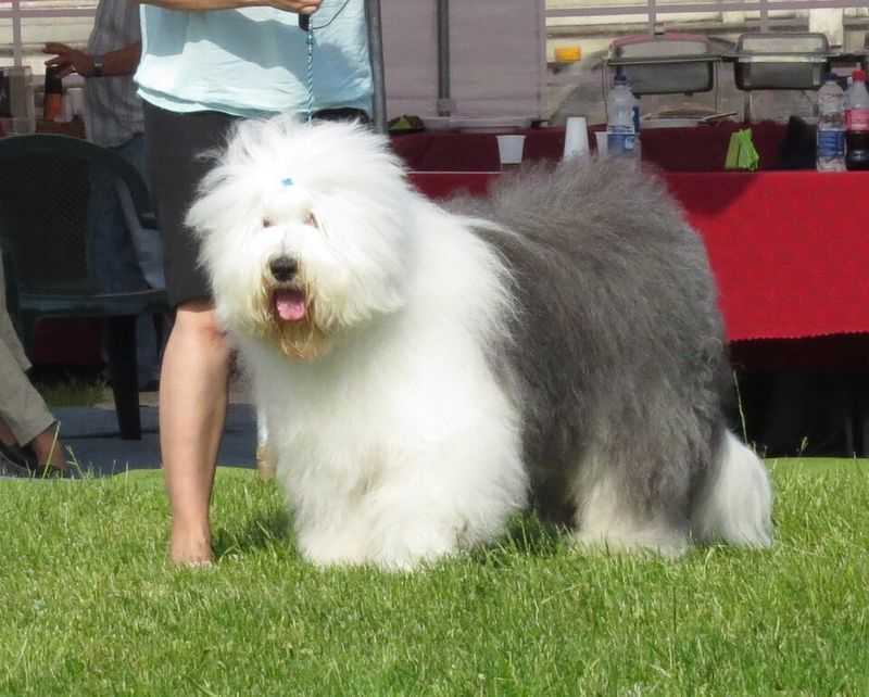 Old English Sheepdog