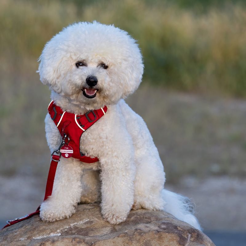 If your dog thinks every new person deserves a celebration, one of these breeds may explain everything 9 Bichon Frise