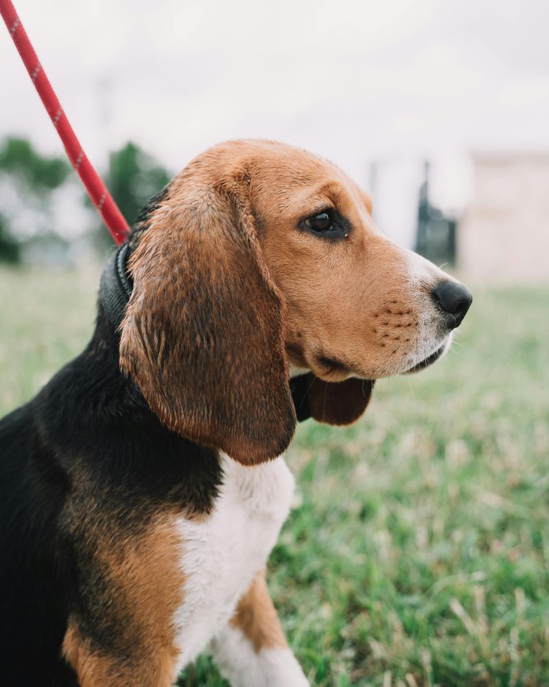Beagle