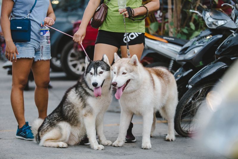 Alaskan Malamute