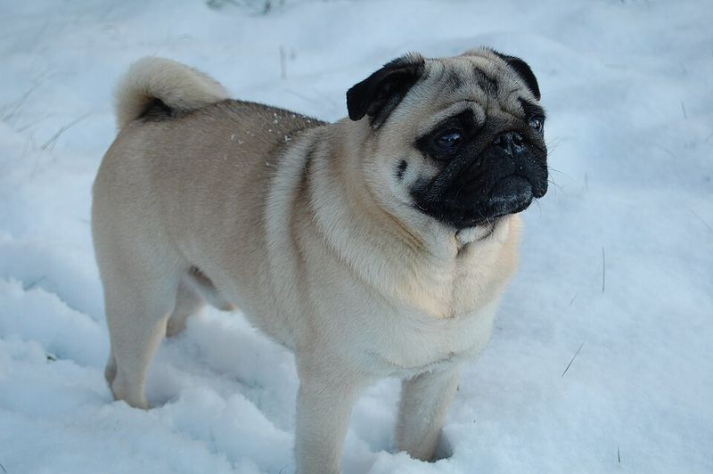 Pug