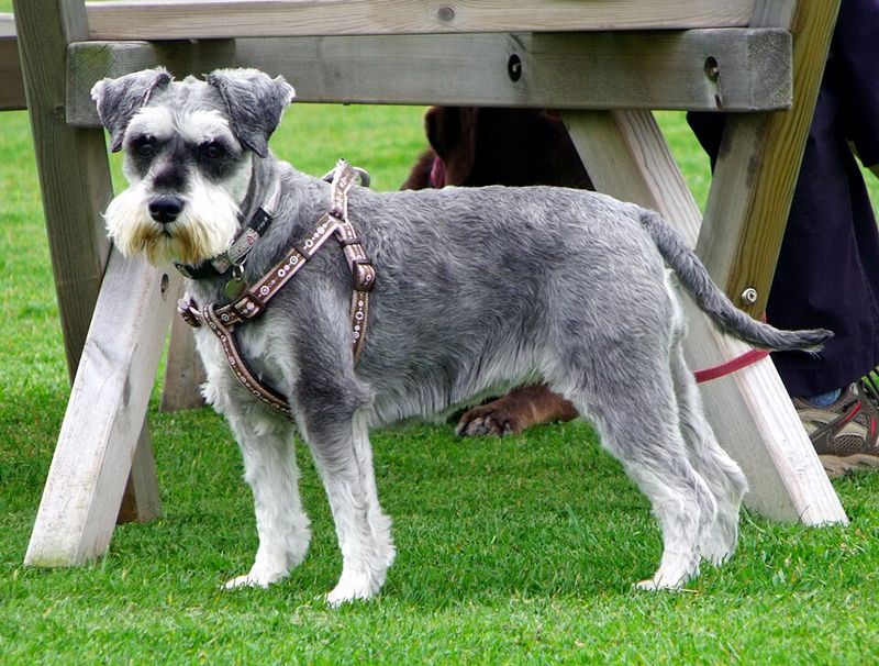 11 Dog Breeds That Have a Whole Strategy Before They Steal a Snack 4 Welsh Terrier