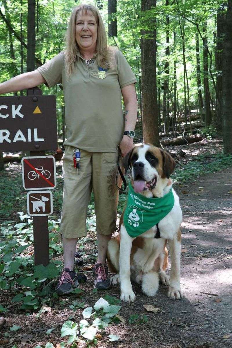 28 Dog Breeds That Show Remarkable Empathy Toward Their Owners 26 St. Bernard