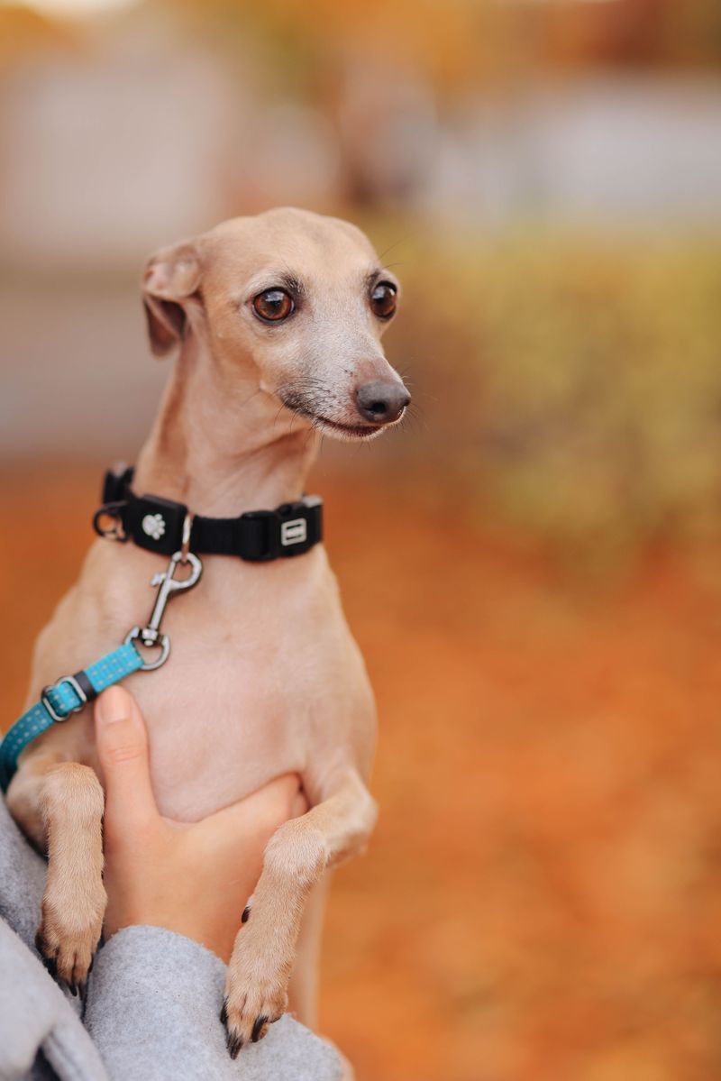 Once these dog breeds become part of your life, you'll rarely walk through the house alone 6 Italian Greyhound