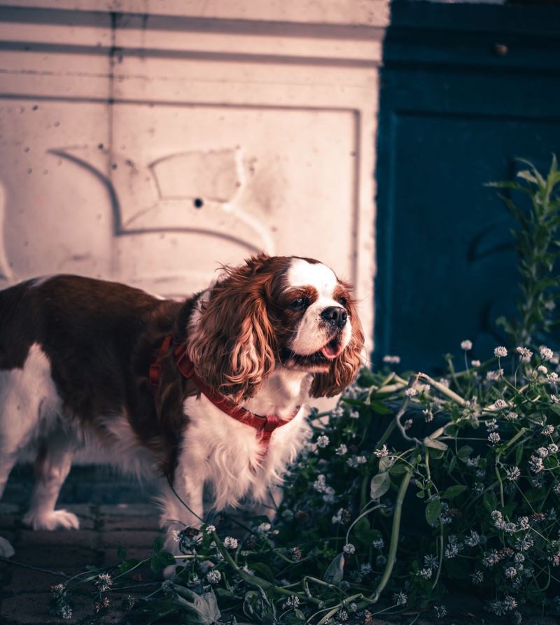 Cavalier King Charles Spaniel