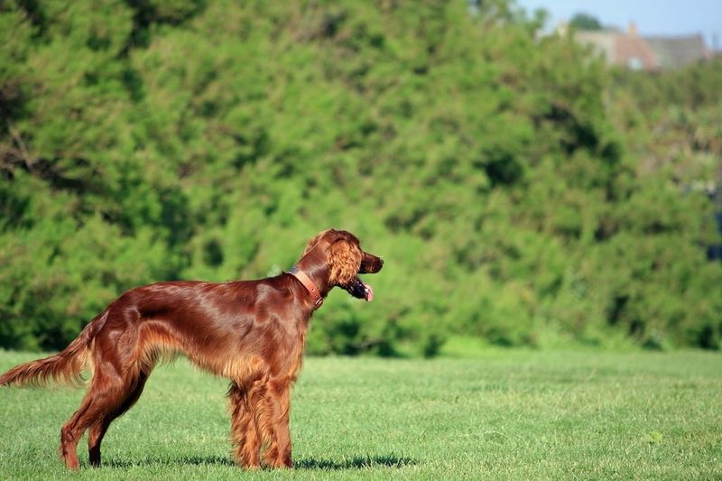 Irish Setter