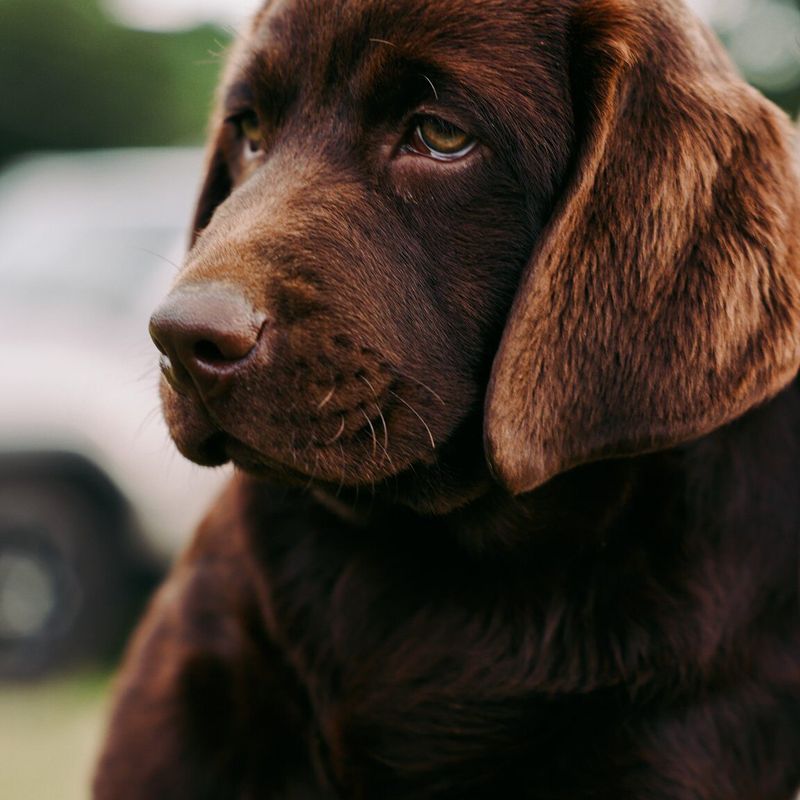 20 Important Factors to Consider Before Purchasing a Dog from a Breeder 7 Risk of Inherited Genetic Diseases