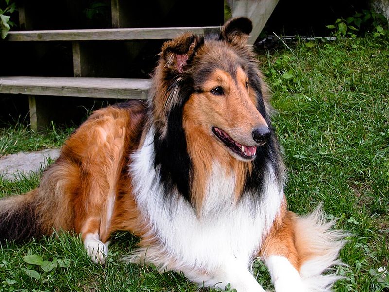 These dog breeds don't rush into every situation - they quietly figure it out first 12 Rough Collie