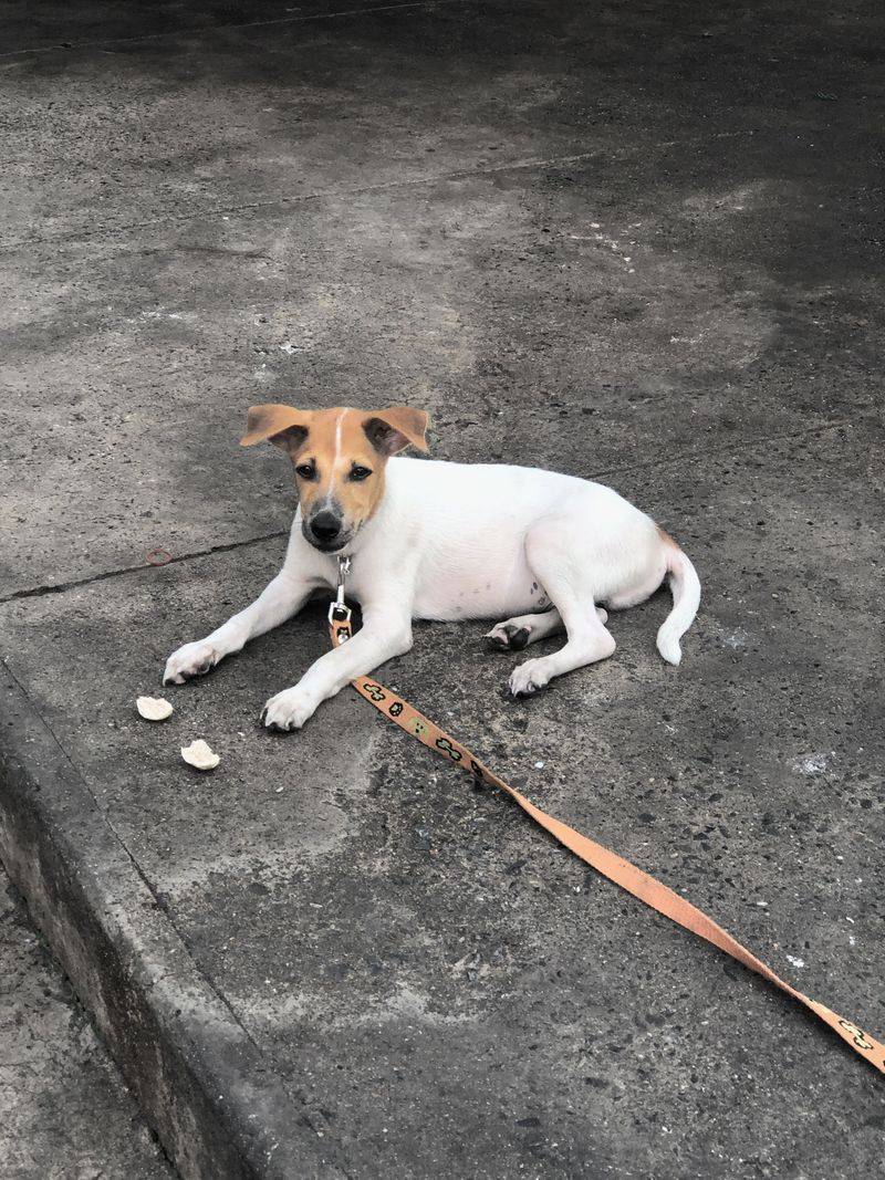 Strong recall doesn't automatically make these 10 breeds ideal off-leash candidates 4 Jack Russell Terrier