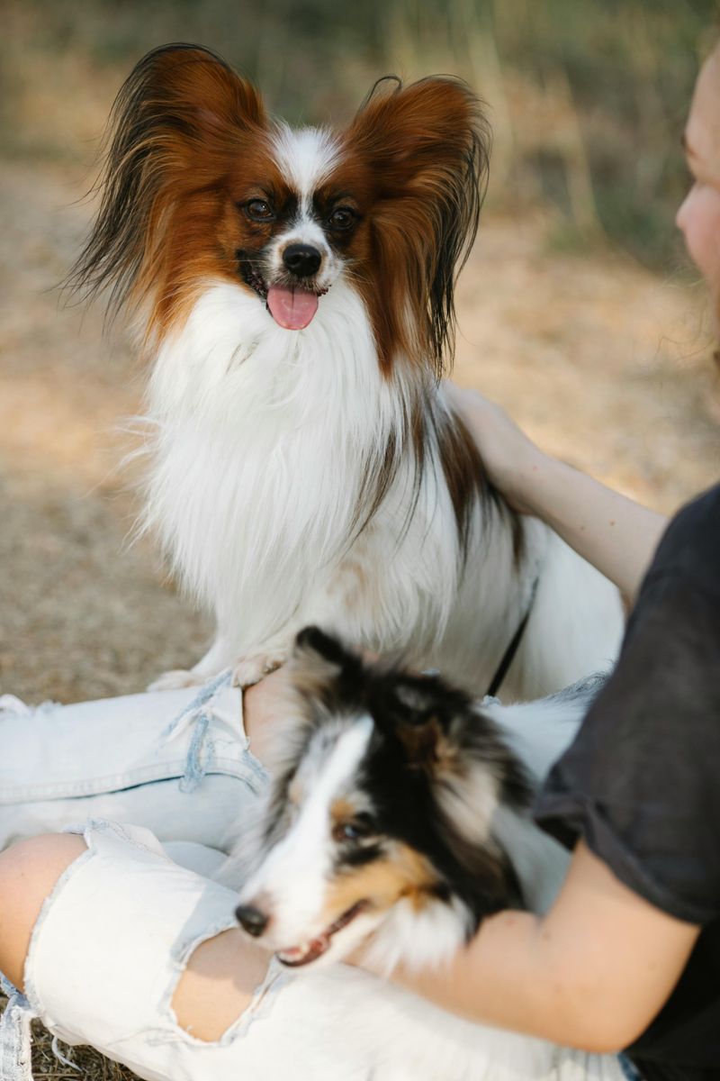 12 Dog Breeds That Feel Happiest Living With Another Dog 6 Papillon