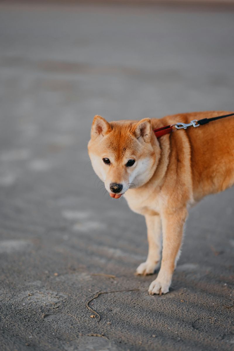 10 reserved dog breeds that appreciate calm and personal space 3 Shiba Inu