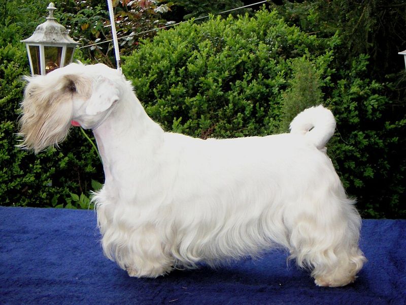 These 12 Breeds Are Getting Picked for “No Backyard” Life - But Not the Usual Ones 12 Sealyham Terrier