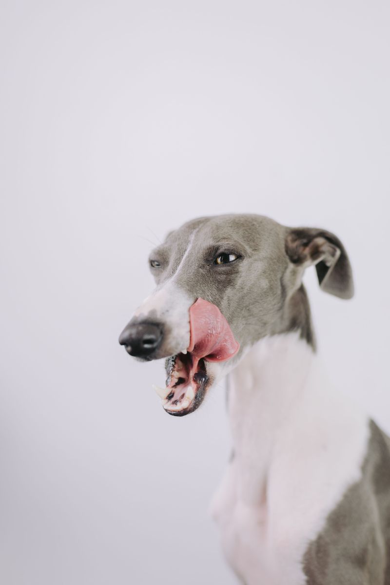 These dog breeds are finding their place in the lives of younger city owners 11 Greyhound - the sprinter who loves the sofa