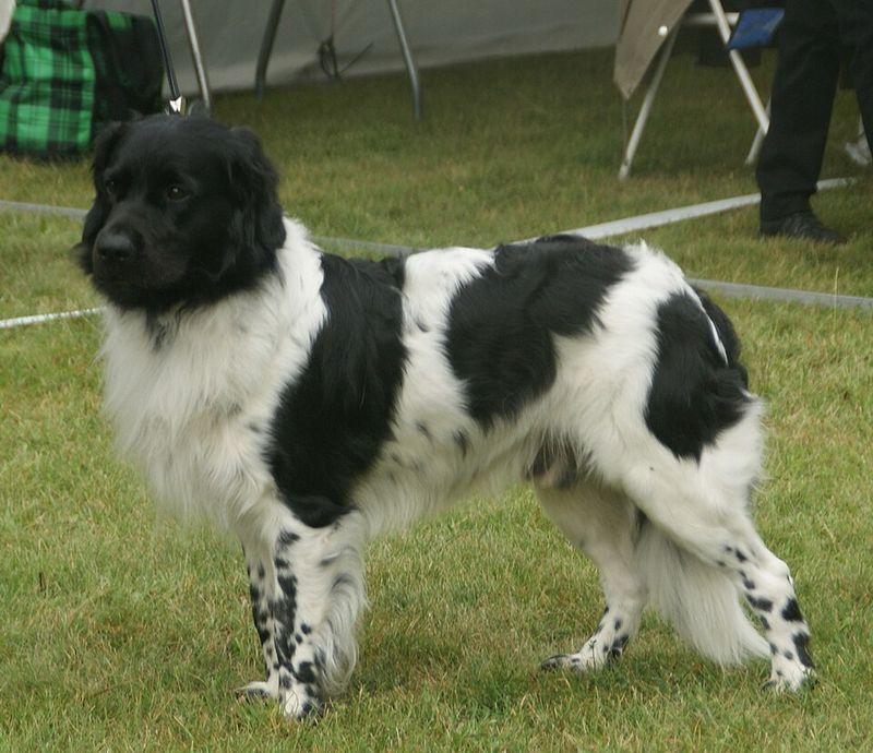 “Your Dog Doesn’t Have Separation Anxiety - It Has FOMO” Posts Are Going Viral - 14 Breeds Mentioned Most 13 Stabyhoun