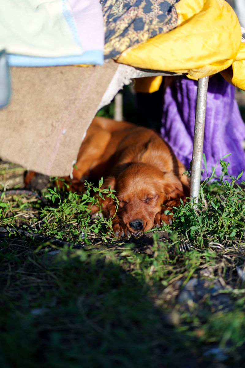 13 breeds left behind by changing dog trends - despite loyal owners who never stopped loving them 2 Irish Setter: A Red Coat Worth Remembering