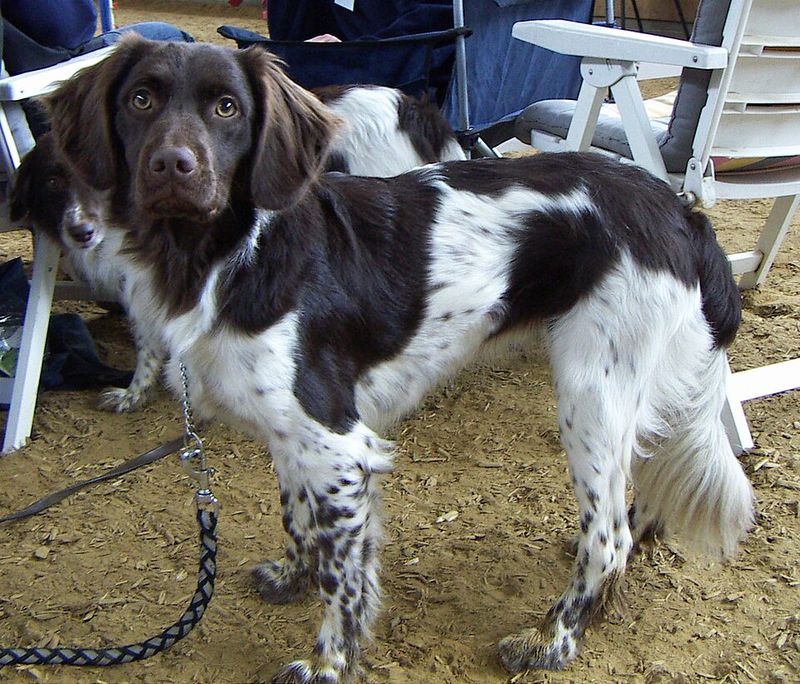 15 Ultra-Rare Dog Breeds You’ll Almost Never Spot in Everyday Life 6 Stabyhoun