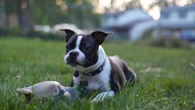 Boston Terrier
