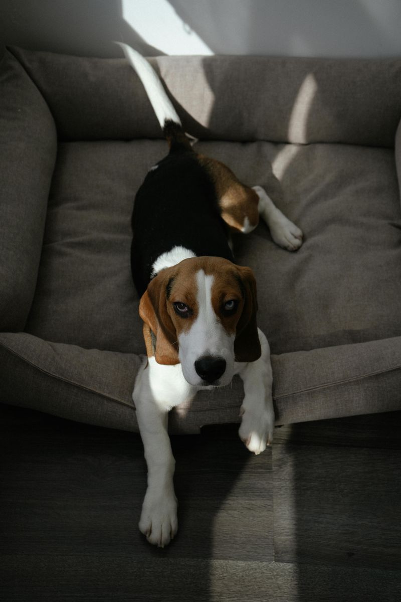 Beagle