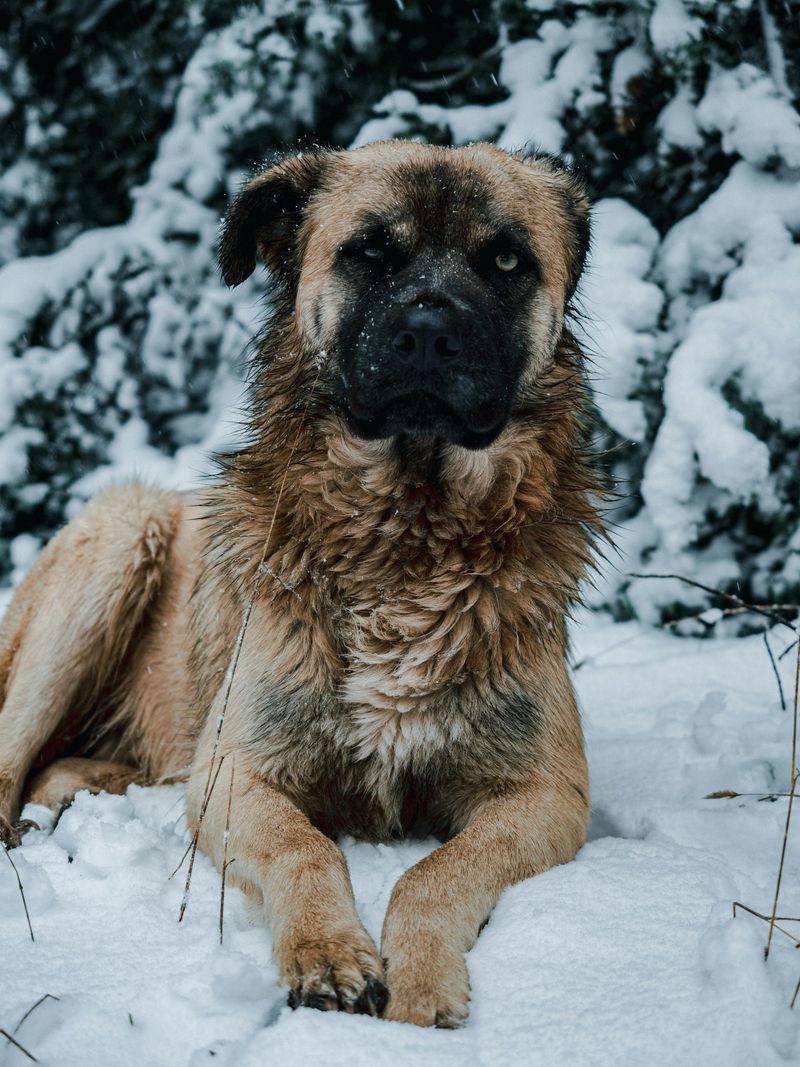 If You Live for Winter Walks, Start With These 14 Cold-Weather-Loving Breeds 12 Caucasian Shepherd Dog
