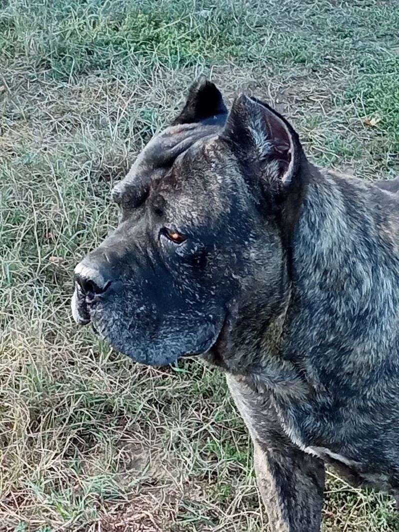 Cane Corso